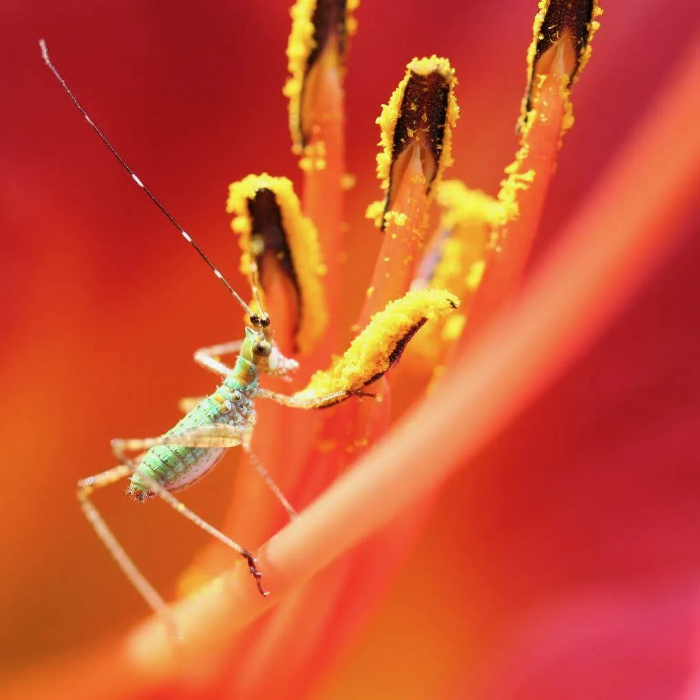 Small green katydid nymph on the stamens of an orange flower