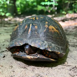 Eastern box turtle peeking out of its shell on a forest trail