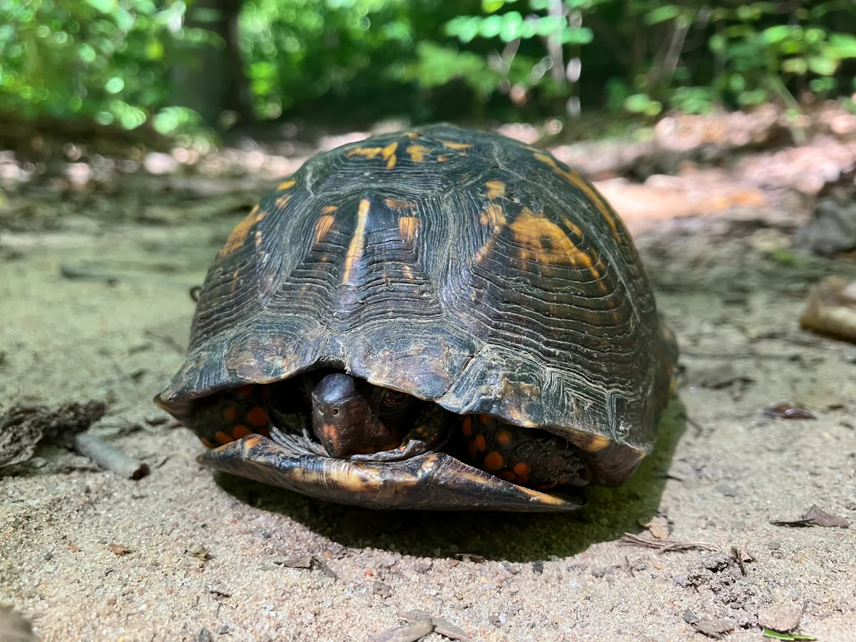 Eastern box turtle peeking out of its shell on a forest trail