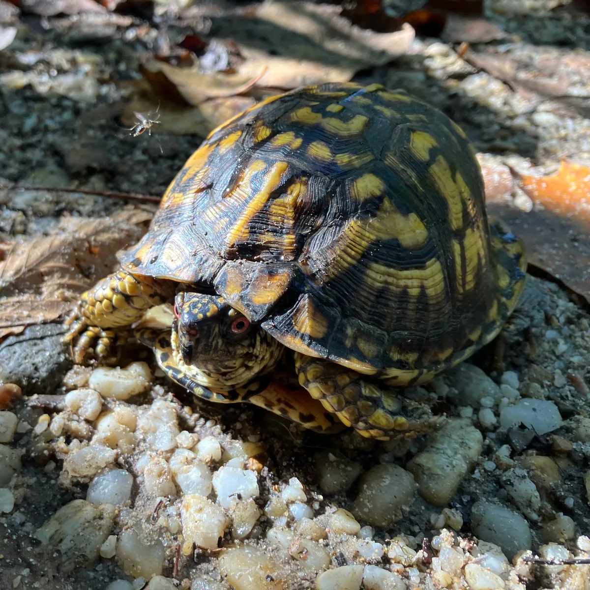 Eastern box turtle on gravel with a mosquito flying nearby