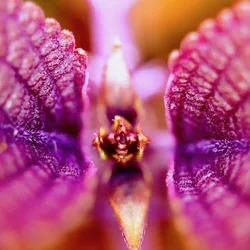 Macro shot of a purple and pink flower center
