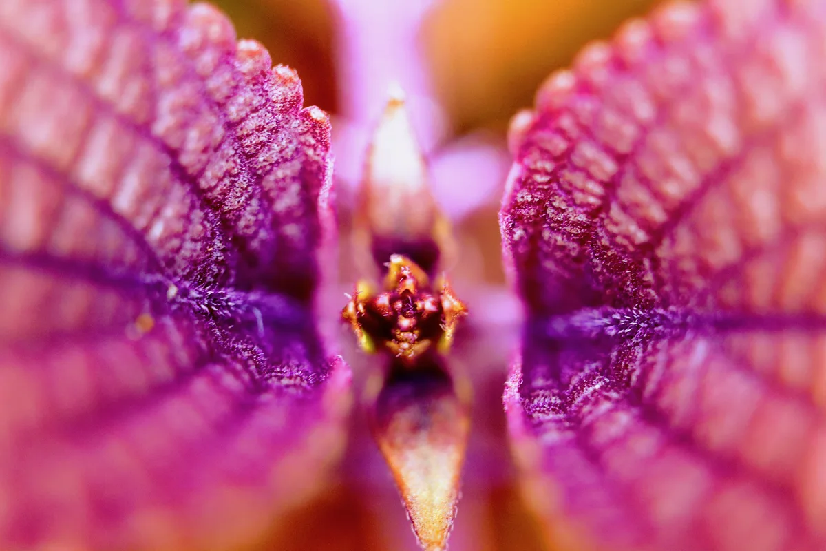 Macro shot of a purple and pink flower center