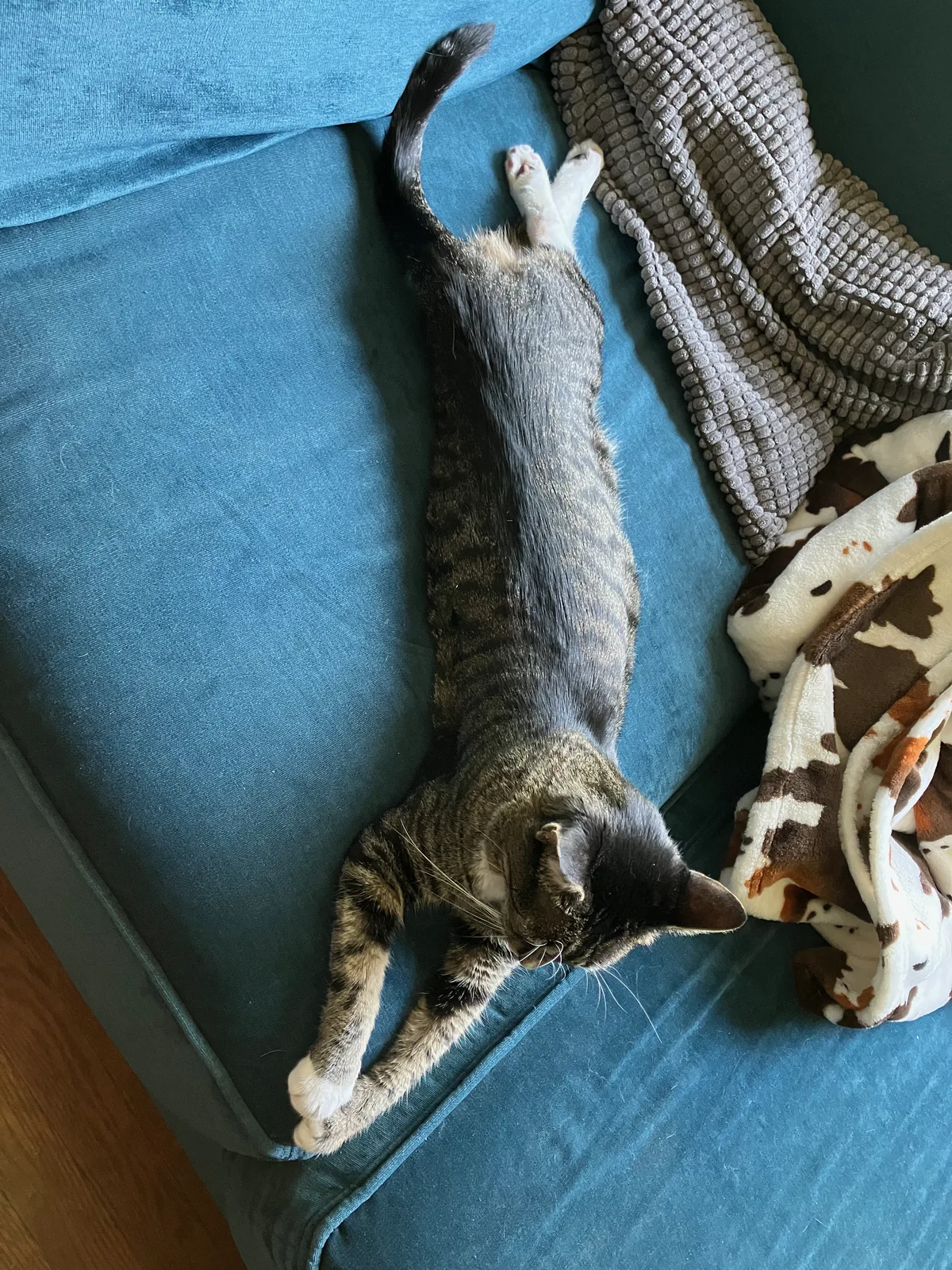 Jaya the cat stretched out fully on a couch