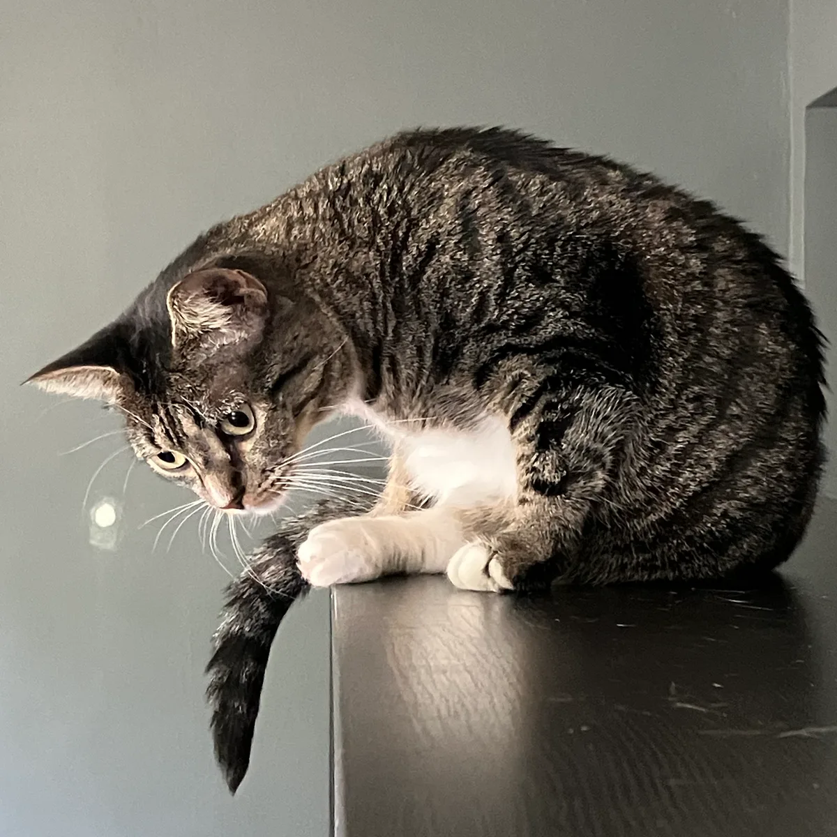 Jaya the cat sitting curled up on the edge of a shelf