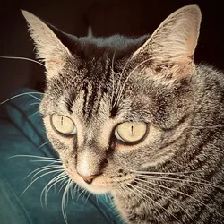 Close-up of Jaya the cat's face with intense focused eyes