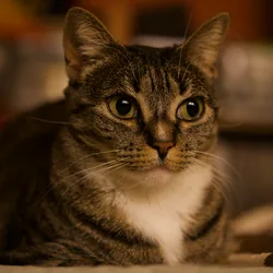 Close-up of Jaya the cat looking toward the camera