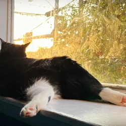 Miss Muffin the cat stretched out on a windowsill watching the sunset