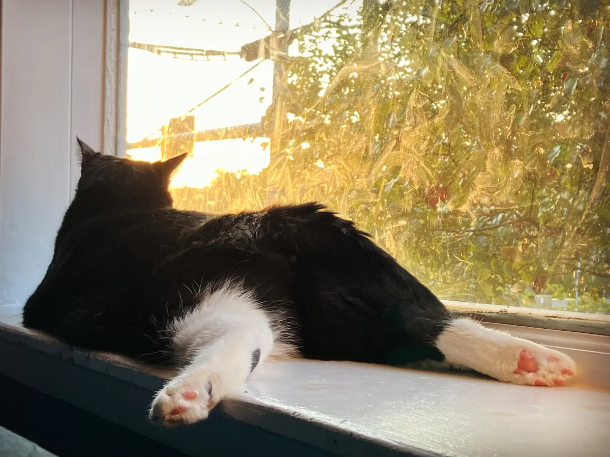 Miss Muffin the cat stretched out on a windowsill watching the sunset