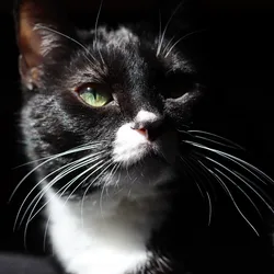 Close-up of Miss Muffin's face lit by a beam of sunlight