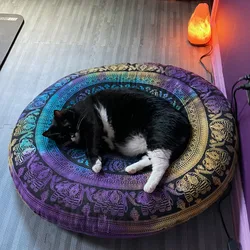 lack and white tuxedo cat curled up on a purple elephant print cushion