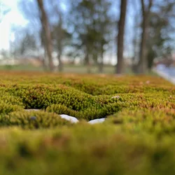 Close-up macro shot of a thick moss patch with small white pebbles