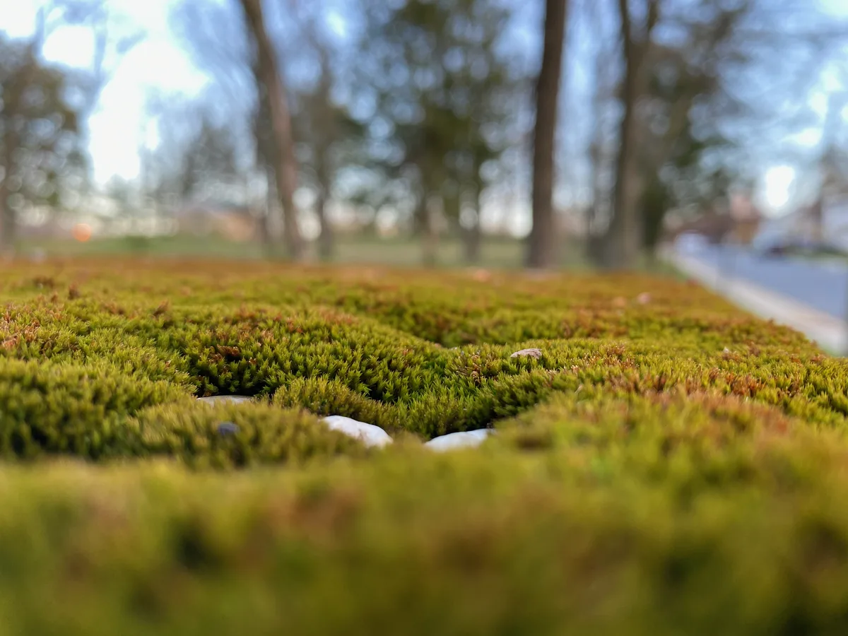 Close-up macro shot of a thick moss patch with small white pebbles