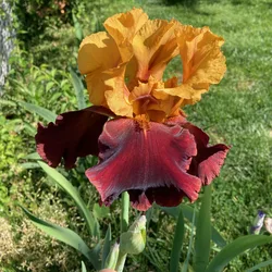 Orange and burgundy bearded iris held in a hand in the garden